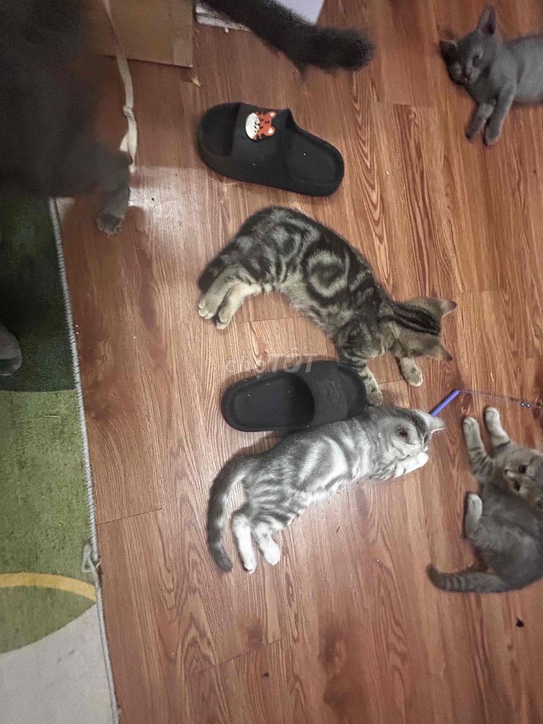 Mèo Anh lông ngắn Tabby Xám đã tiêm. Mua bán Mèo tại Quận Long Biên Hà Nội được đăng bởi Tú Lê hình 1