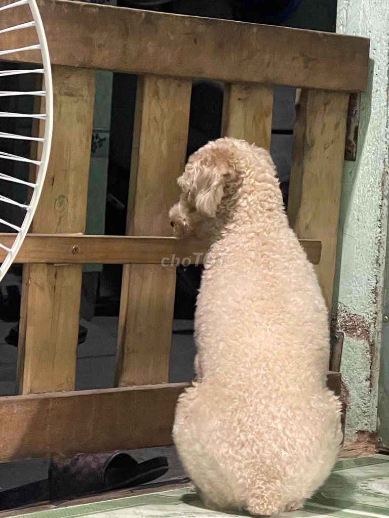 Chó Poodle màu Kem. Mua bán Chó tại Thị xã Tân Uyên Bình Dương được đăng bởi Lệ Quyên hình 1