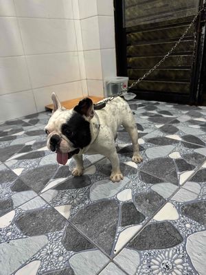 Chó Pug Pháp Trắng đen 9kg