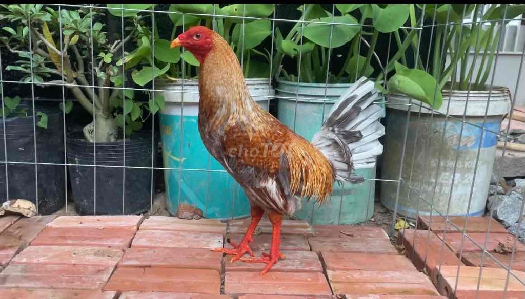 cuban dany 1kg360 f1😍😍. Mua bán Gà tại Quận Ninh Kiều Cần Thơ được đăng bởi Chuyên gà đá  hình 1