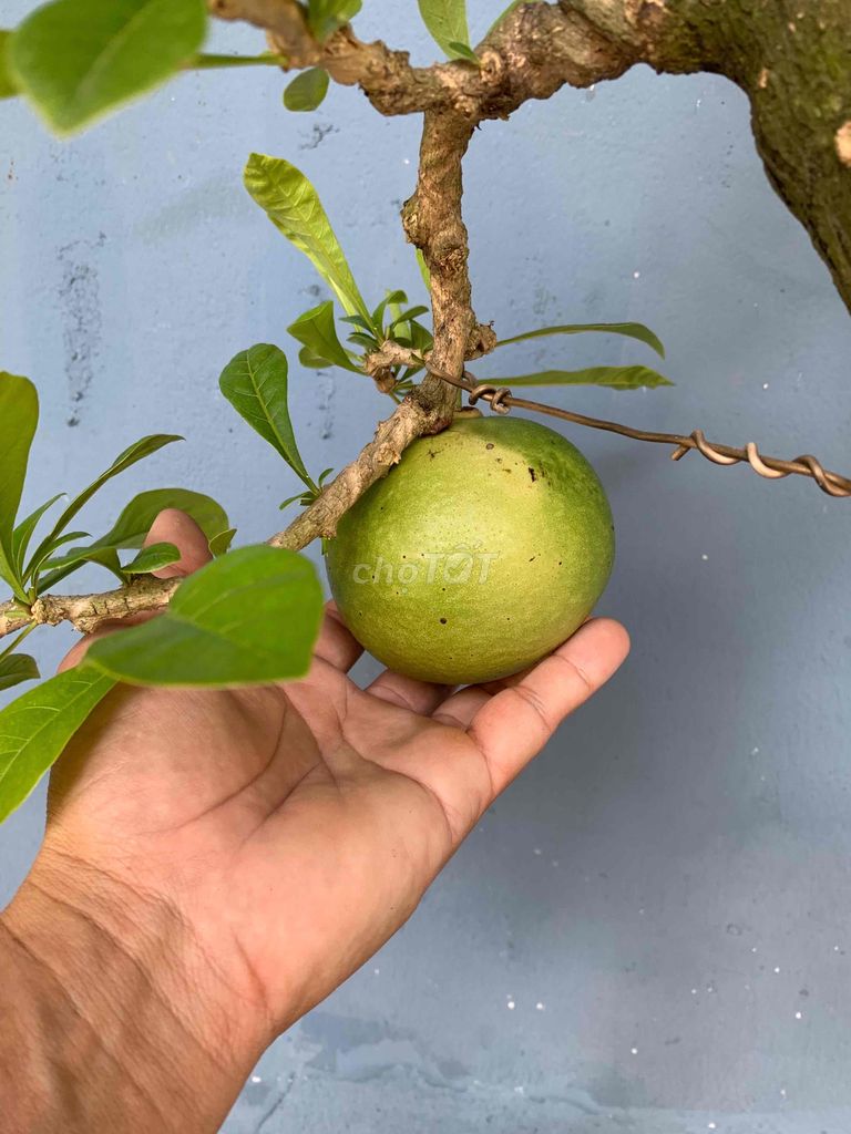 Cây Đào Tiên Bonsai đẹp