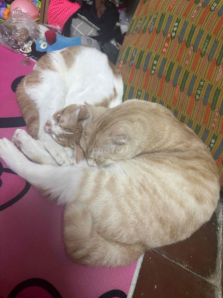 mèo tây tai cụp lai ta và mèo ta