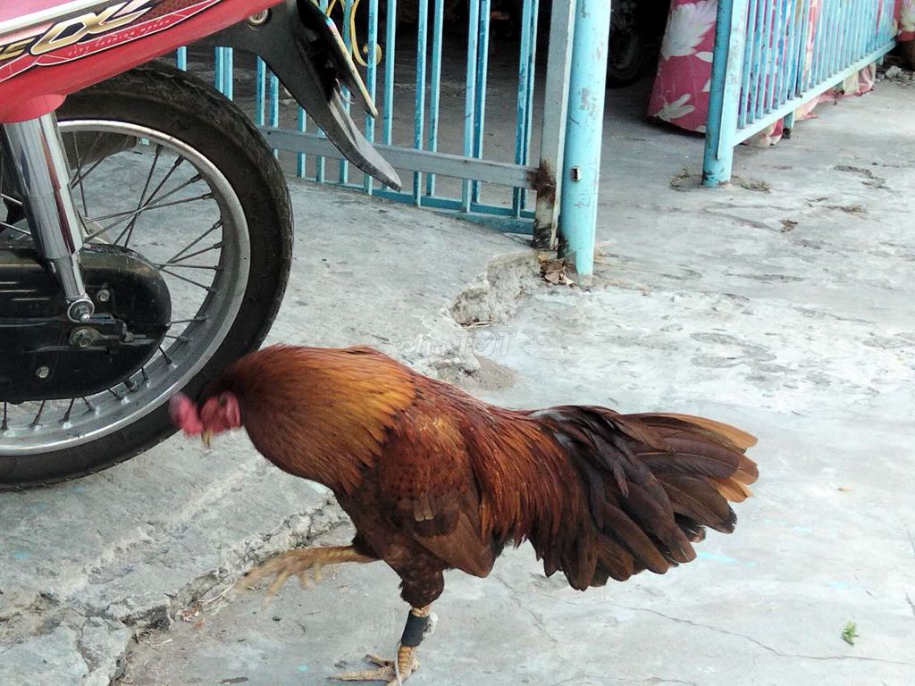 Gà chọi Nâu đỏ 2.8kg Đực. Mua bán Gà tại Huyện Phú Tân An Giang được đăng bởi NGO TUYEN hình 1