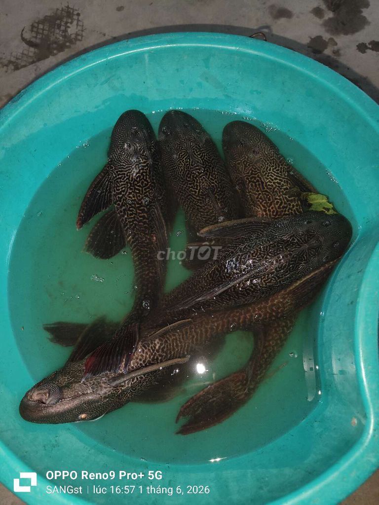 Cá lau kiếng 600-800gram. Mua bán Thú cưng khác tại Huyện Châu Phú An Giang được đăng bởi st hình 1