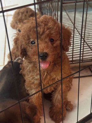 Poodle thuần chủng Nâu đỏ. Mua bán Chó tại Quận 6 Tp Hồ Chí Minh được đăng bởi Nguyễn Thị Thu Thảo
