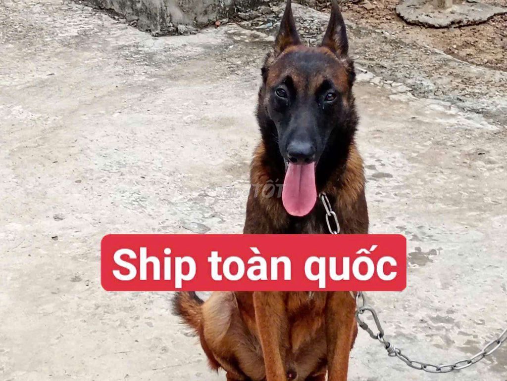 Chó Đực Nâu đen Choai choai. Mua bán Chó tại Thành phố Vị Thanh Hậu Giang được đăng bởi Nhân Rottweiler  hình 1