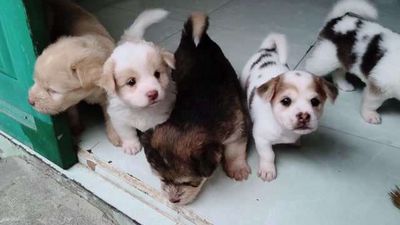 Chó con nhiều màu, cần tìm chủ. Mua bán Chó tại Thành phố Biên Hòa Đồng Nai được đăng bởi Thanh Điền