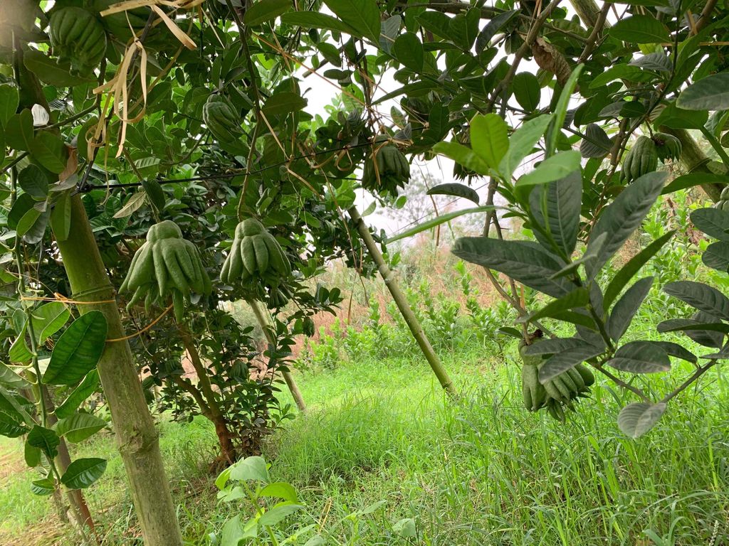 Phật thủ Đột biến tay xoè. Mua bán Cây cảnh, đồ trang trí tại Huyện Đan Phượng Hà Nội được đăng bởi khôi khải mt hình 1