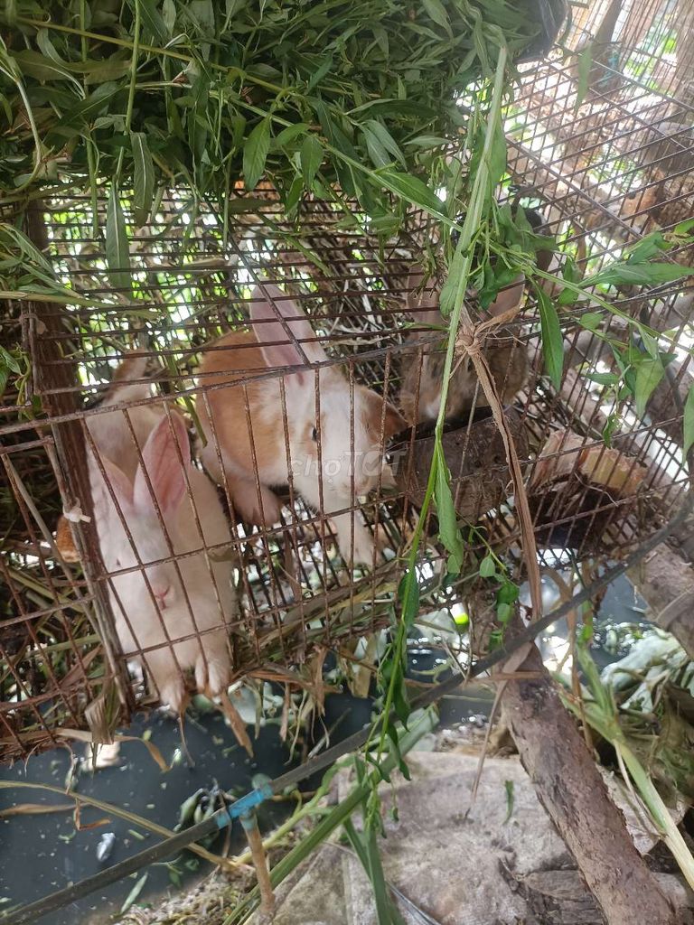 Thỏ New Zealand lai 1-1.5kg. Mua bán Thú cưng khác tại Huyện Tam Bình Vĩnh Long được đăng bởi nguyenphung hình 1