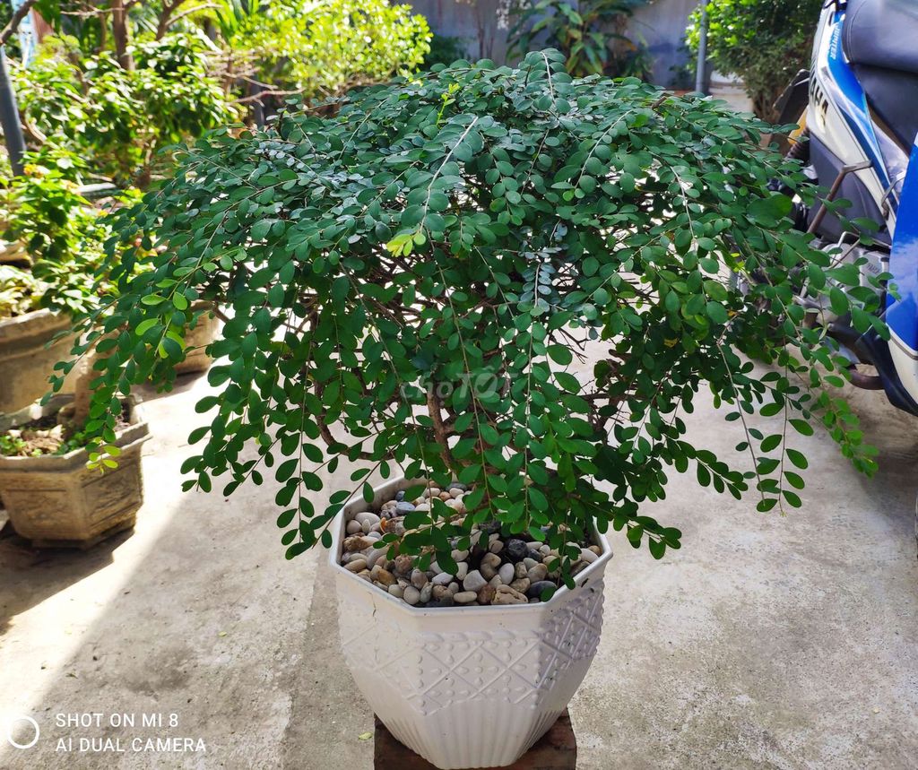 Cây cảnh Sơn Liễu Bonsai Già thuần chậu. Mua bán Cây cảnh, đồ trang trí tại Thành phố Nha Trang Khánh Hòa được đăng bởi nguyen binh hình 1