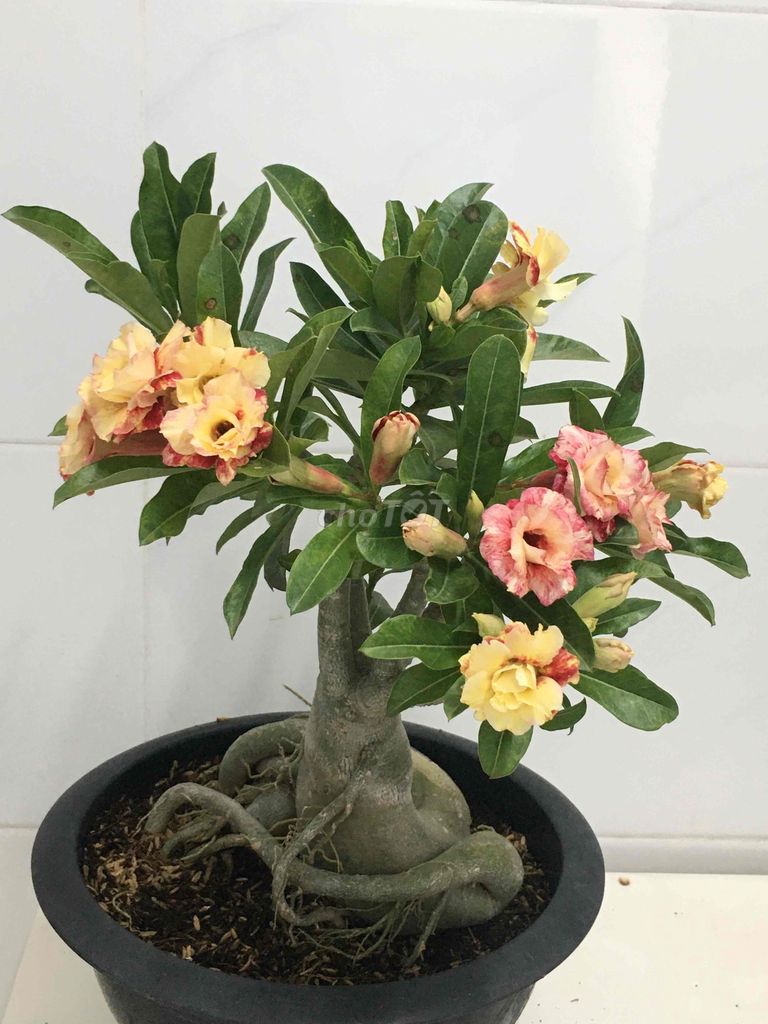 sứ ghép. Mua bán Cây cảnh, đồ trang trí tại Quận 7 Tp Hồ Chí Minh được đăng bởi Nga Trần hình 1