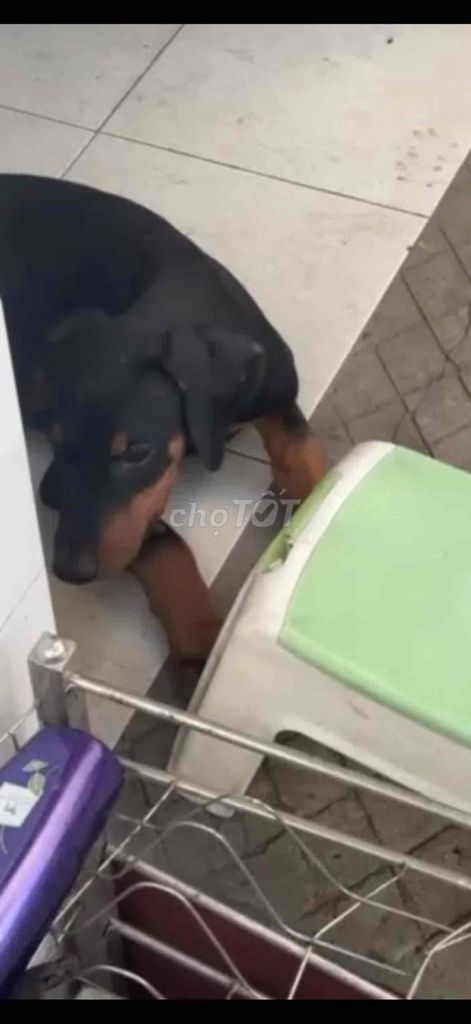 Doberman Cái - 3 tháng tuổi. Mua bán Chó tại Huyện Sóc Sơn Hà Nội được đăng bởi nguyễn đức long hình 1