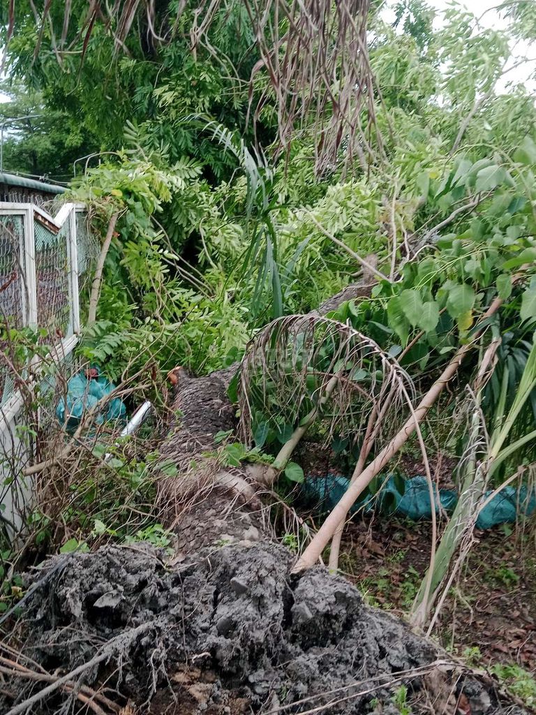 Gỗ xà cừ trên 20 năm. Mua bán Cây cảnh, đồ trang trí tại Huyện Hóc Môn Tp Hồ Chí Minh được đăng bởi quang hình 1