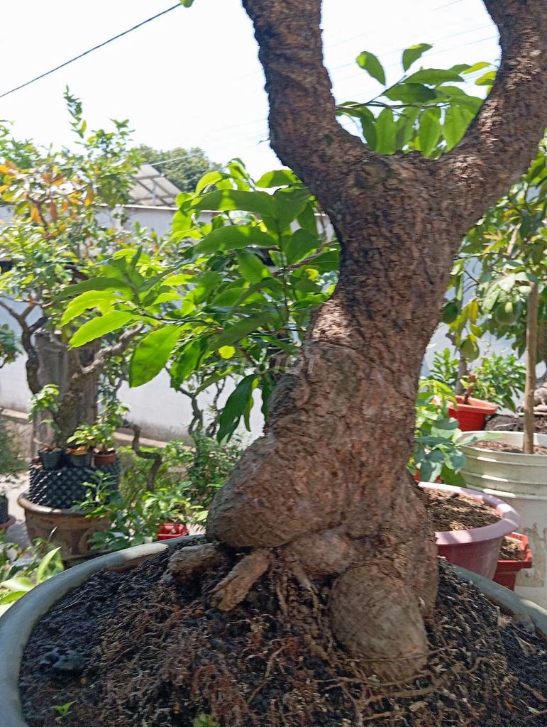 Bonsai  Lộc vừng cổ thụ. Mua bán Cây cảnh, đồ trang trí tại Huyện Nhơn Trạch Đồng Nai được đăng bởi Trung hình 1