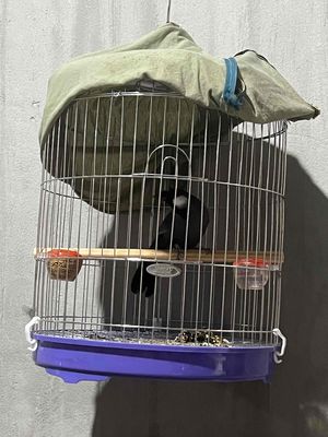 cần bán hai bộ khướu trống. Mua bán Chim tại Thành phố Thuận An Bình Dương được đăng bởi vu tiep