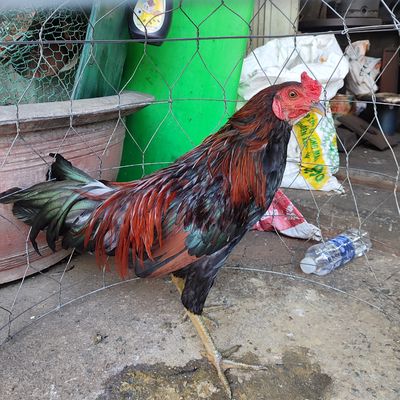 Gà tơ còn lên ae về dú thêm. Mua bán Gà tại Quận 11 Tp Hồ Chí Minh được đăng bởi Huynh phuong