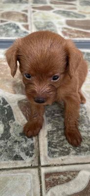 Chó con poodle lai phốc hươu nhà đẻ. Mua bán Chó tại Quận 10 Tp Hồ Chí Minh được đăng bởi châu minh 
