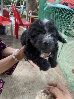 cún nhà sinh nhiều. cần bán bớt. Mua bán Chó tại Thành phố Buôn Ma Thuột Đắk Lắk được đăng bởi Điệp Nguyễn