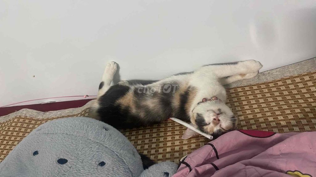 Mèo Scottish Fold Cái 5 tháng Tam thể. Mua bán Mèo tại Huyện Hóc Môn Tp Hồ Chí Minh được đăng bởi Huyền Phan hình 1