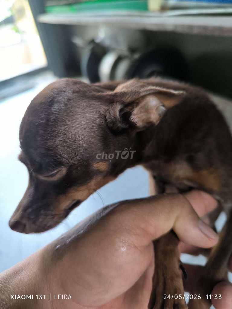 Chó Phốc hươu cái đang mang bầu. Mua bán Chó tại Quận 8 Tp Hồ Chí Minh được đăng bởi  Duy Khang nguyen hình 1