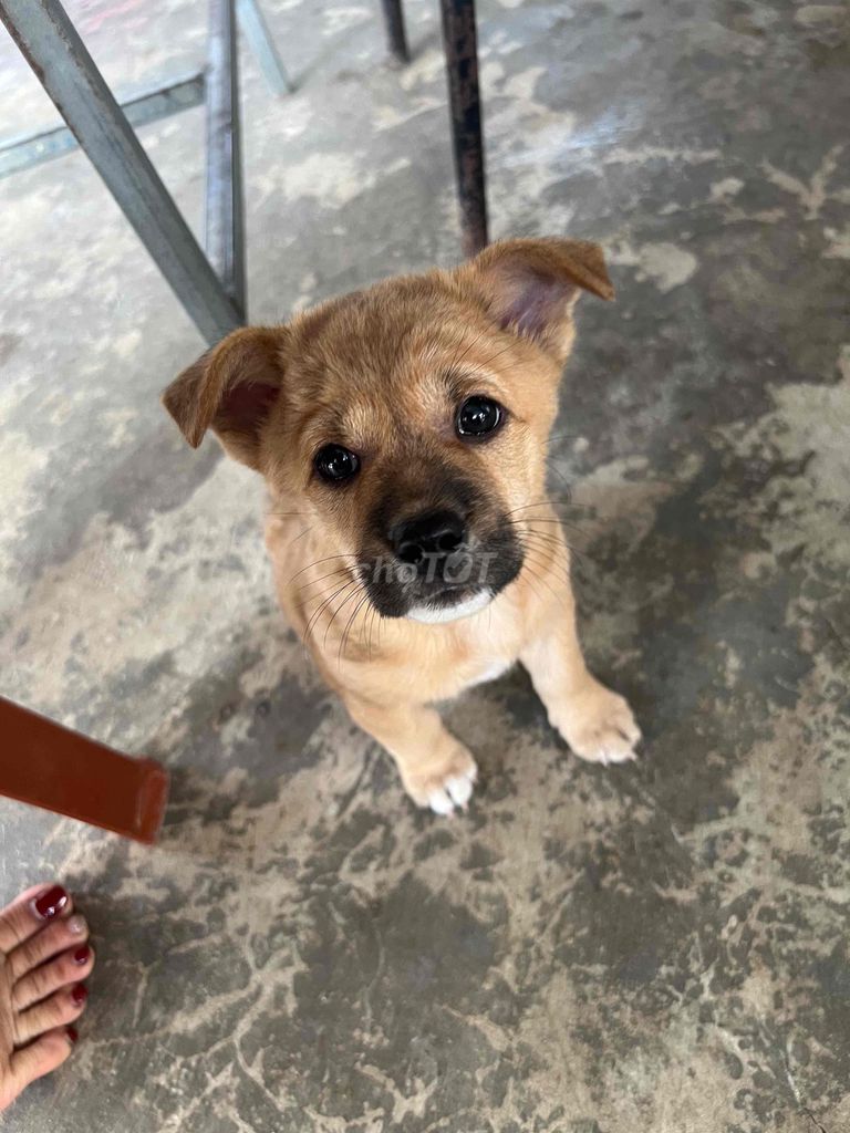tặng bé cún gái 2 tháng tuổi. Mua bán Chó tại Thành phố Nha Trang Khánh Hòa được đăng bởi aby hình 1