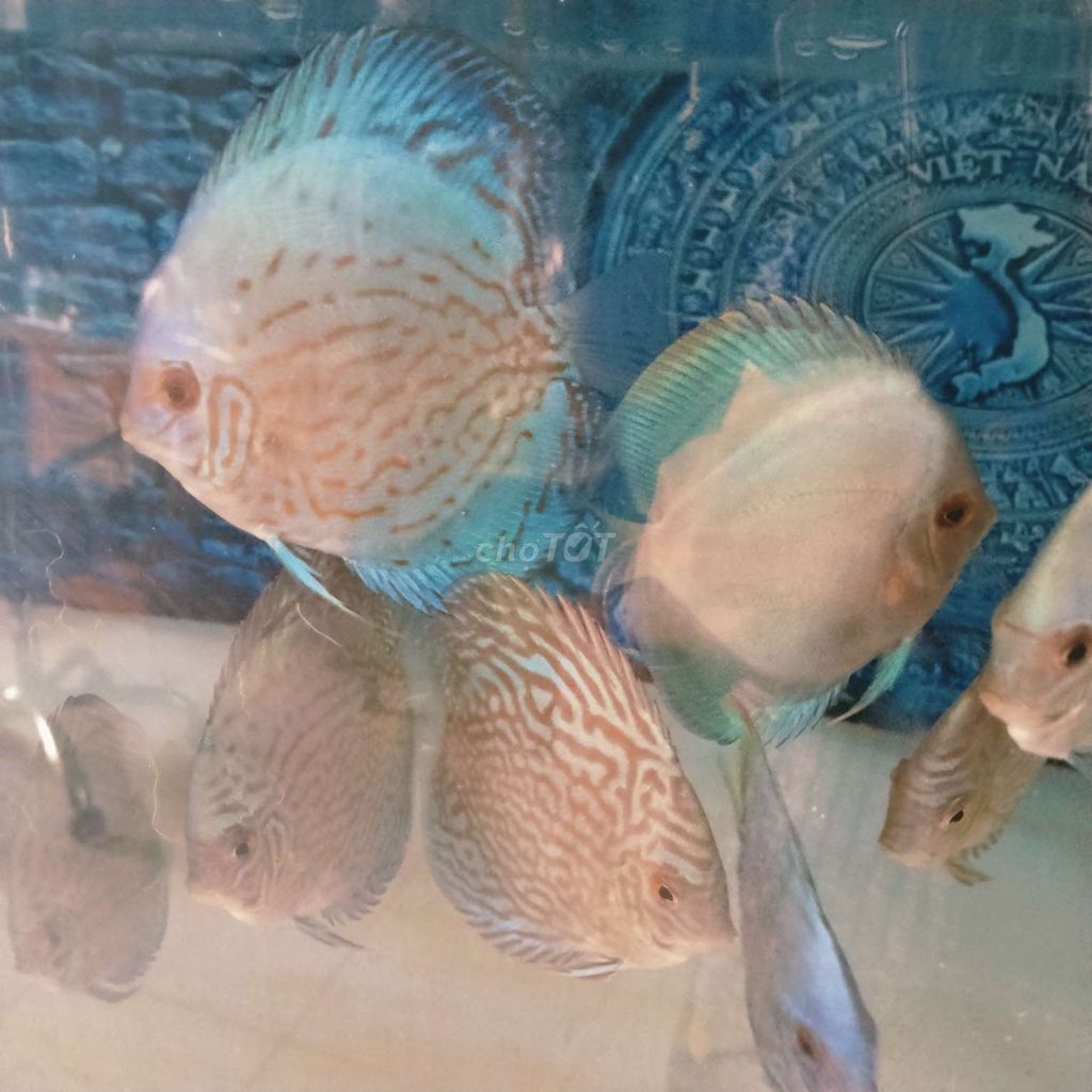 Cá dĩa Xanh coban 9-10 cm. Mua bán Thú cưng khác tại Quận Tân Bình Tp Hồ Chí Minh được đăng bởi Cá dĩa Như Ý hình 1