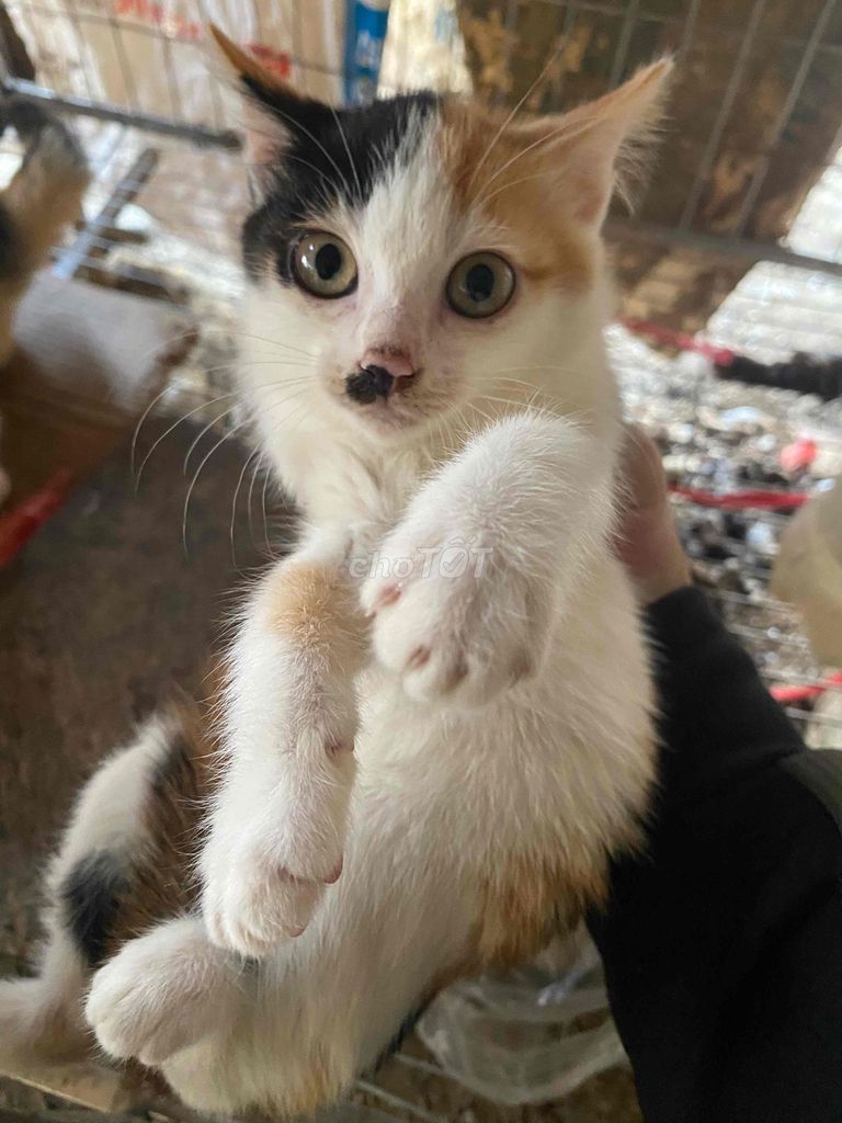 Mèo ta con. Mua bán Mèo tại Quận Tây Hồ Hà Nội được đăng bởi Công nghĩa khải hình 1