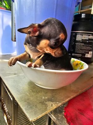 Chó Chihuahua