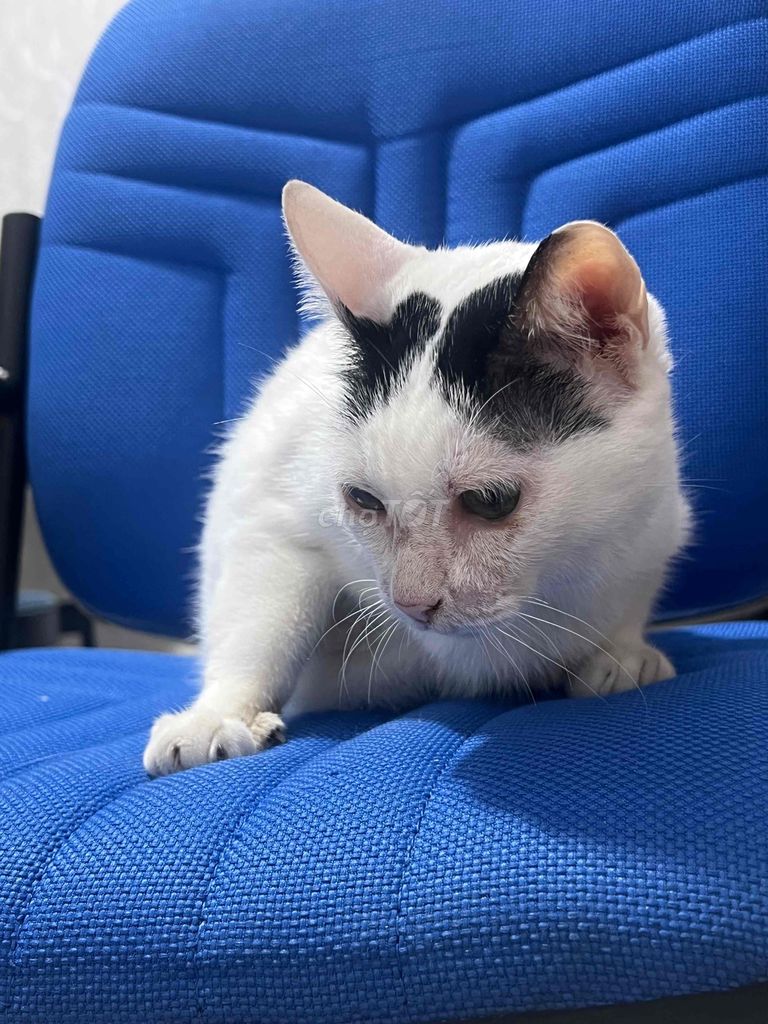 Mèo Anh lai ta không xác định 2 tuổi. Mua bán Mèo tại Quận 8 Tp Hồ Chí Minh được đăng bởi Đình Tuyển Eyebrow Transplant hình 1