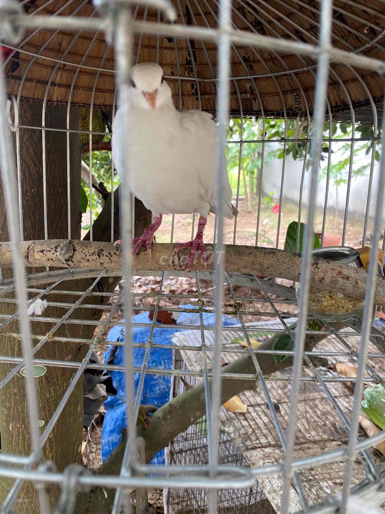 Chim bồ câu màu Trắng. Mua bán Chim tại Thành phố Bến Tre Bến Tre được đăng bởi Khâm Võ hình 1