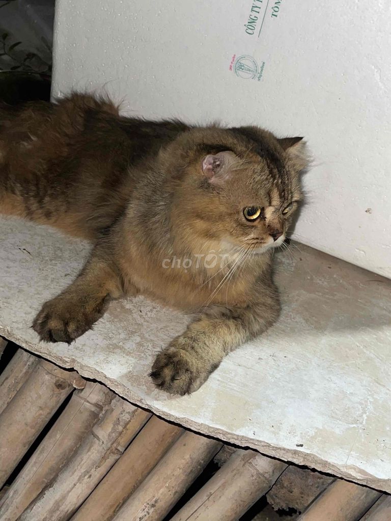 cần tìm chủ mới nuôi bé Đực. Mua bán Mèo tại Thành phố Cà Mau Cà Mau được đăng bởi Tên chưa cung cấp hình 1