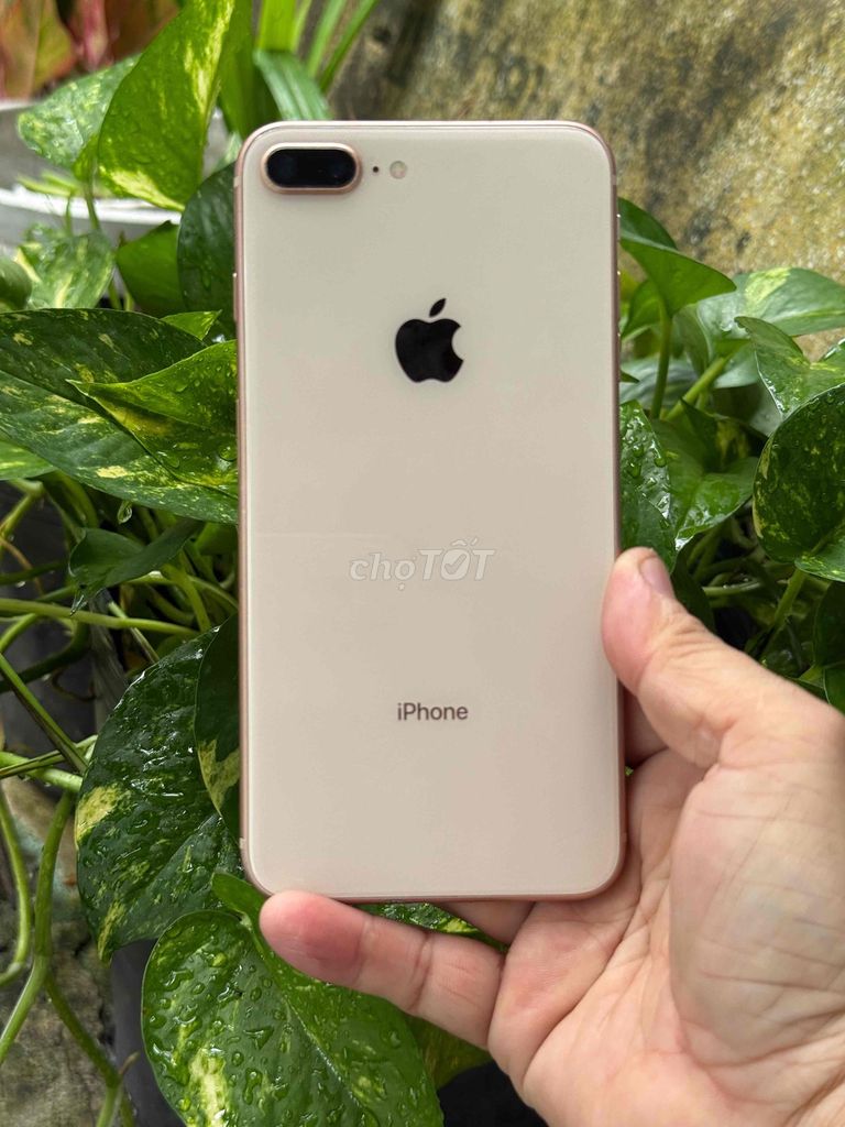 Apple iPhone 8 Plus 64GB Vàng hồng 100%. Mua bán Điện thoại tại Huyện Hóc Môn Tp Hồ Chí Minh được đăng bởi Sonle hình 1