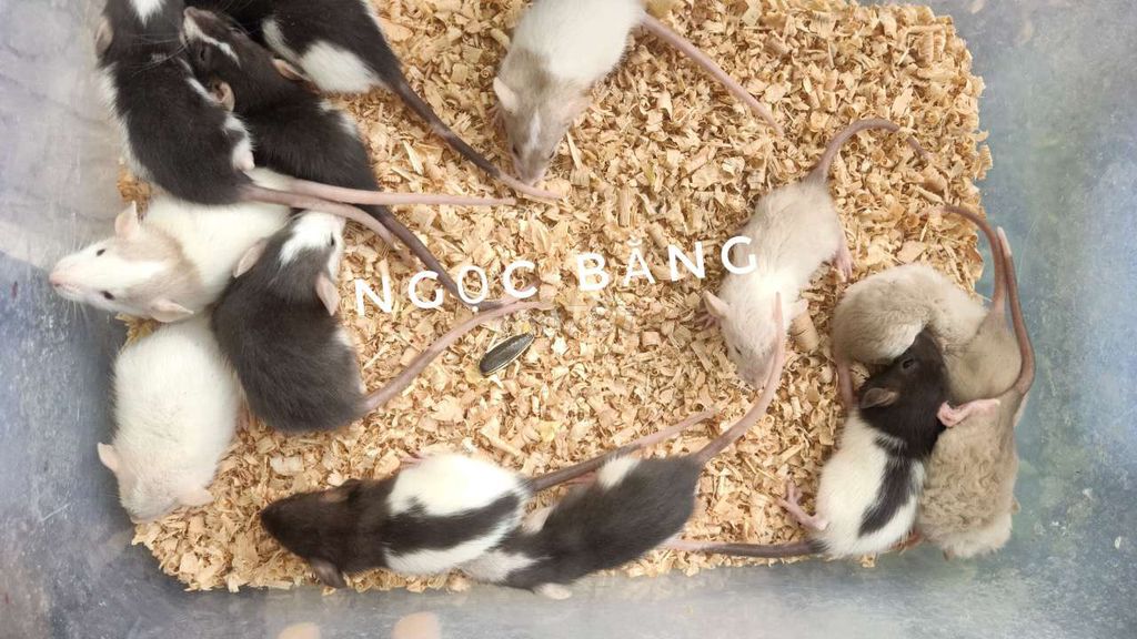 Chuột Dumbo Đa màu Cả hai. Mua bán Thú cưng khác tại Thị xã Tân Uyên Bình Dương được đăng bởi Ngọc Bằng hình 1