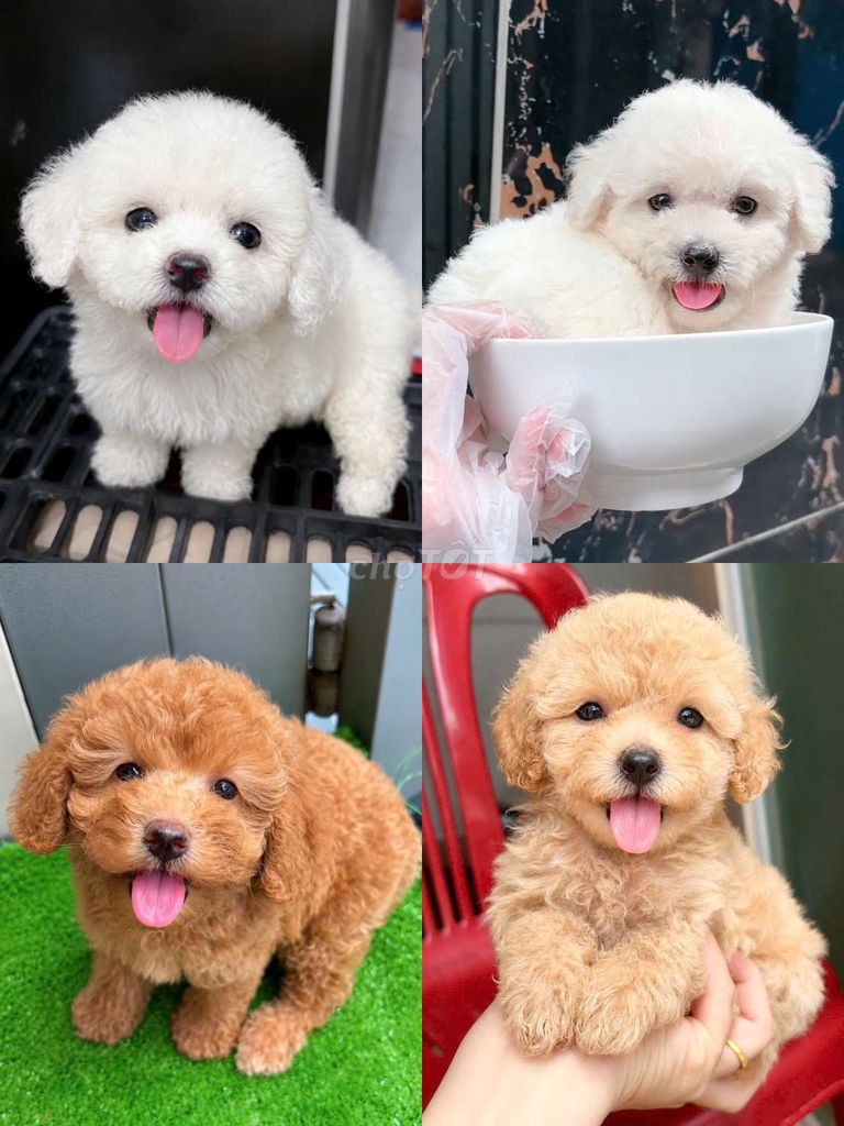 Chó Poodle Tiny đủ màu 2 tháng đã tiêm. Mua bán Chó tại Quận 11 Tp Hồ Chí Minh được đăng bởi Minh nguyễn  hình 1