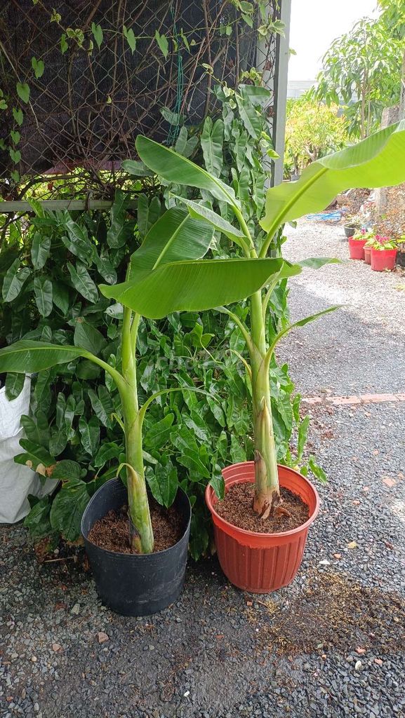 Cây giống chuối bàn tay phật. Mua bán Cây cảnh, đồ trang trí tại Quận 12 Tp Hồ Chí Minh được đăng bởi Mr Tuấn hình 1