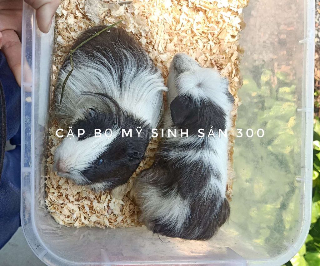 Cặp Bọ ú Mỹ Lông Dài. Mua bán Thú cưng khác tại Thị xã Tân Uyên Bình Dương được đăng bởi Ngọc Bằng hình 1