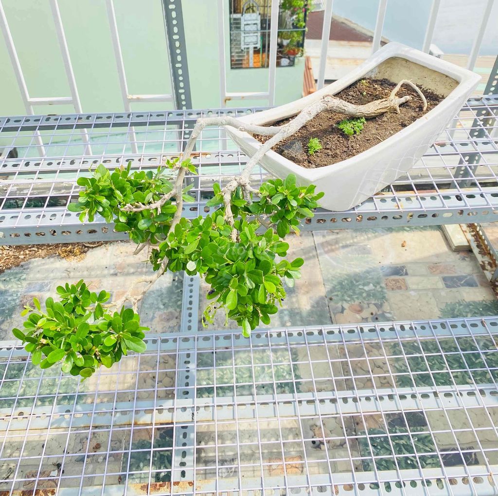 Sam Núi Bông Tím Bonsai, Đêm Thấy Ta Là Thác Đổ. Mua bán Cây cảnh, đồ trang trí tại Quận Tân Phú Tp Hồ Chí Minh được đăng bởi Nguyễn Hoàng hình 1