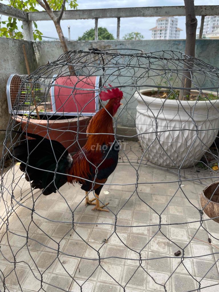 Bán Gà Tre 8 tháng tuổi