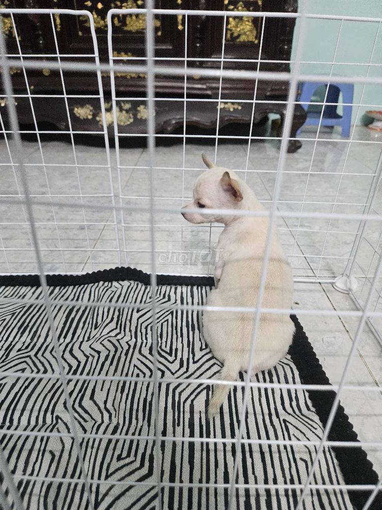 Chó Chihuahua cái 3 tháng . Mua bán Chó tại Quận 4 Tp Hồ Chí Minh được đăng bởi Hải Đăng Nguyễn Trường hình 1