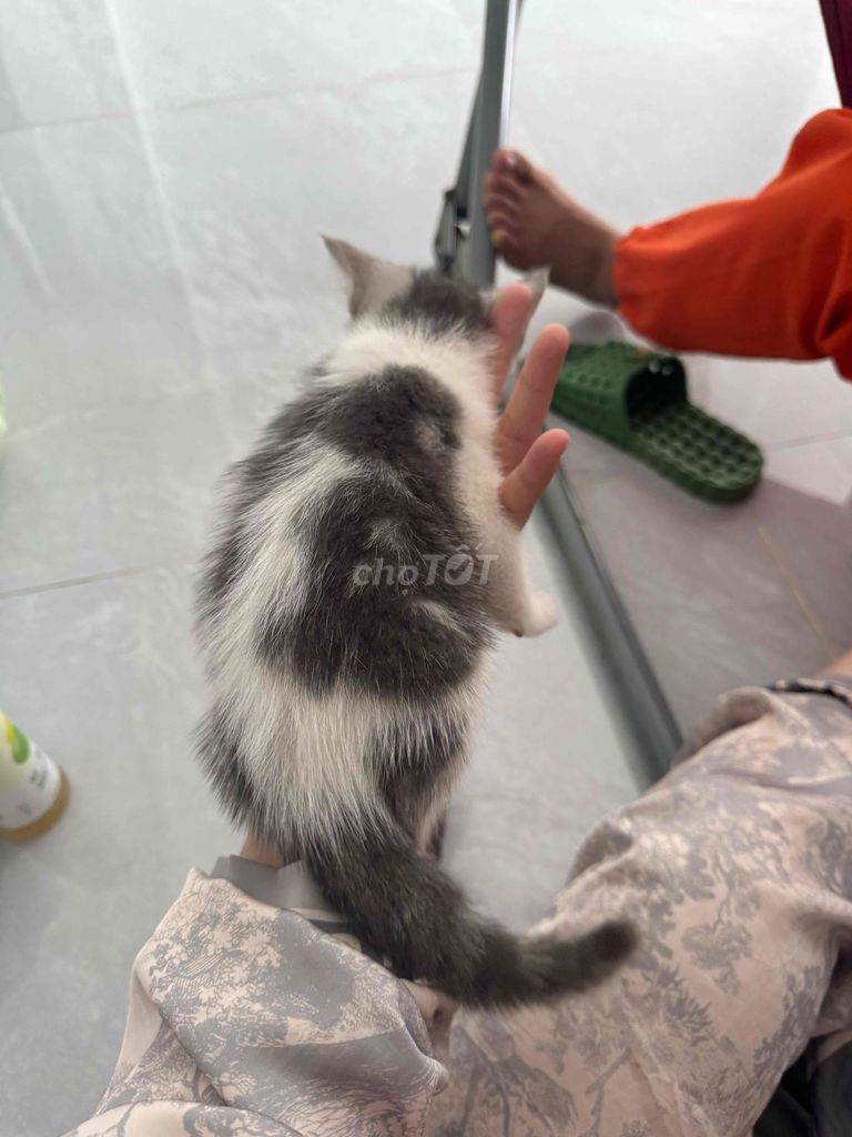 Mèo cái màu Trắng xám. Mua bán Mèo tại Huyện Hóc Môn Tp Hồ Chí Minh được đăng bởi Vo Tam hình 1