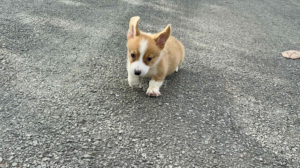 Chó Corgi vàng trắng đực cái đầy đủ. Mua bán Chó tại Quận 12 Tp Hồ Chí Minh được đăng bởi Kien hình 1