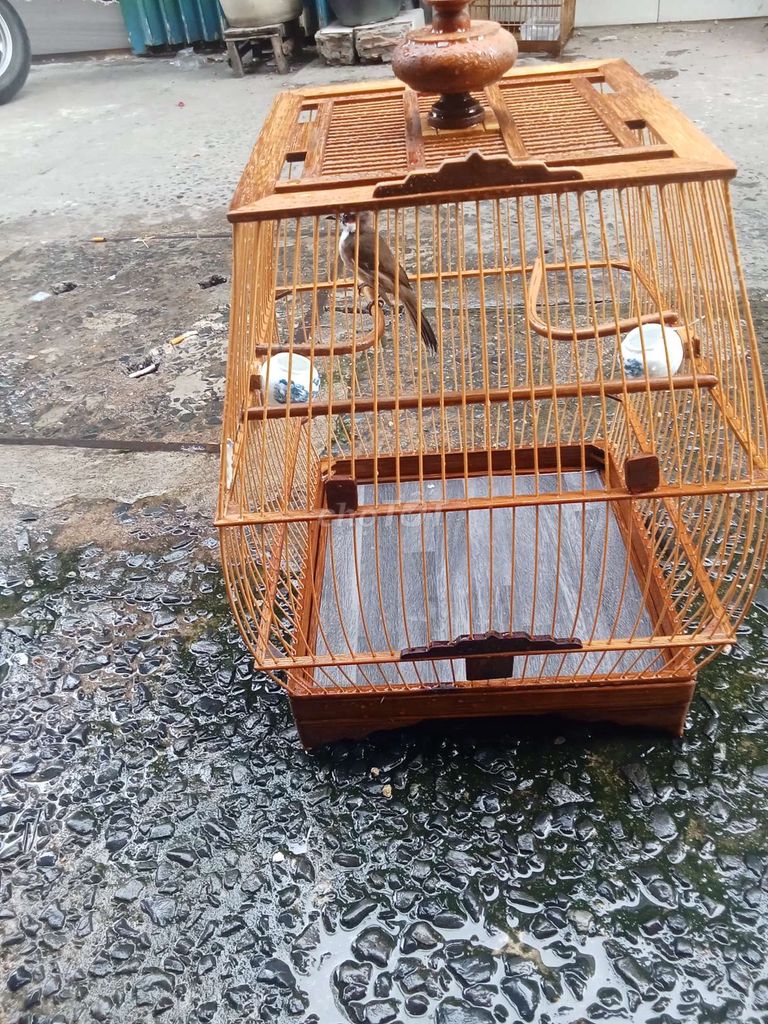 Ai oi. Mua bán Chim tại Quận Bình Tân Tp Hồ Chí Minh được đăng bởi ok hình 1