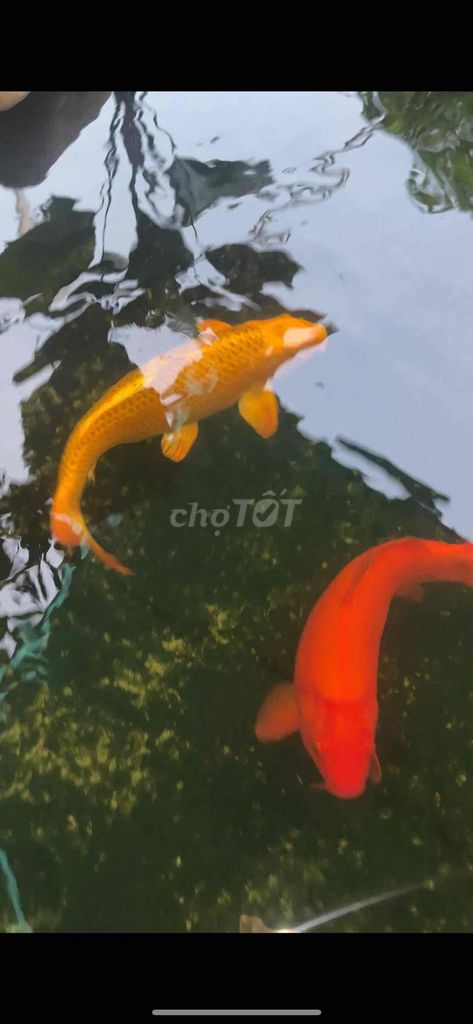 Cá Koi Vàng Cam Size 4x 5x Khỏe Mạnh. Mua bán Thú cưng khác tại Huyện Cần Giuộc Long An được đăng bởi Thanh Son hình 1