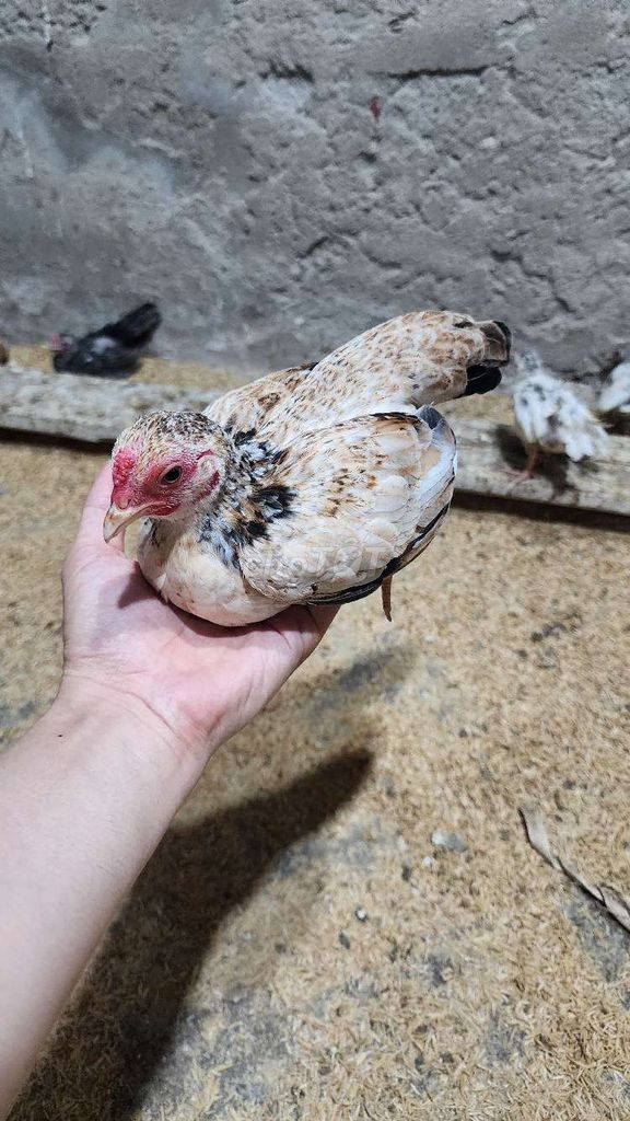 Gà mái Bắc cộc sắp so. Mua bán Gà tại Huyện Phú Xuyên Hà Nội được đăng bởi thích đủ thứ hình 1