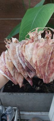 Mực khô ngon dày thịt size 50/60 con 1kg. Mua bán Đồ ăn, thực phẩm và các loại khác tại Quận 12 Tp Hồ Chí Minh được đăng bởi Mis Nhung