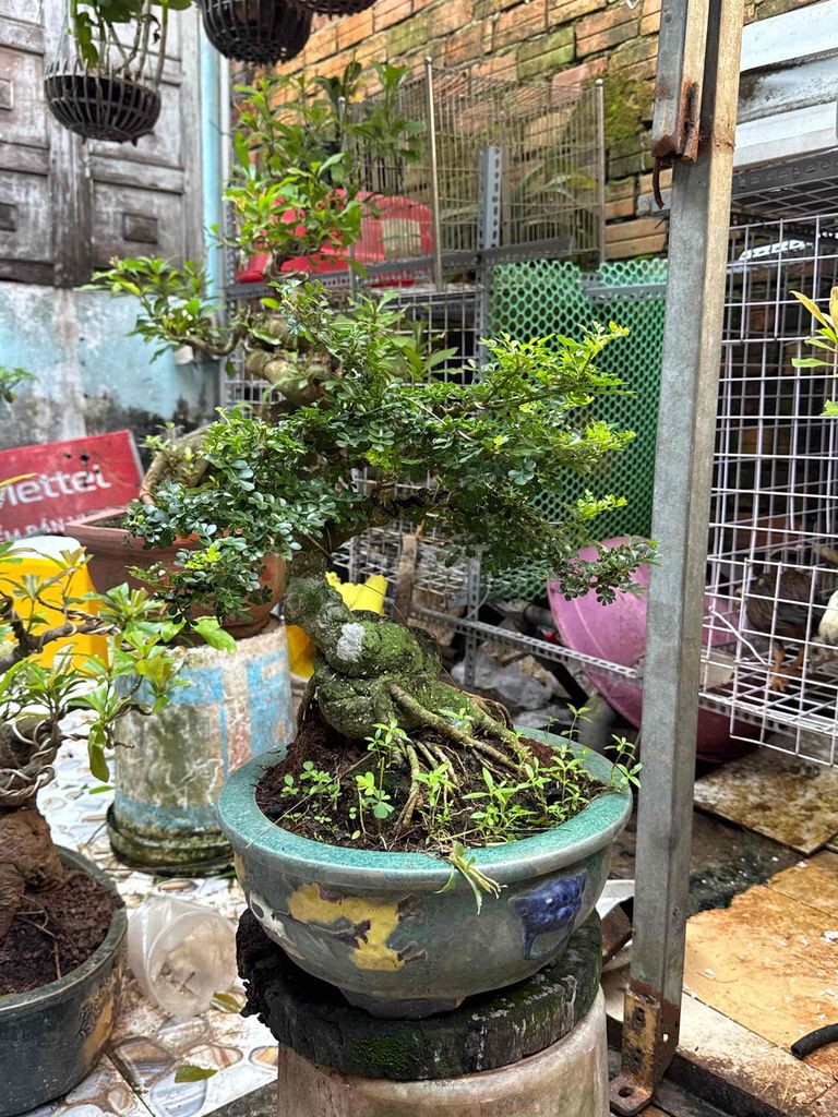 Cần thăng Mini thân cây thân cây mướtp. Mua bán Cây cảnh, đồ trang trí tại Huyện Củ Chi Tp Hồ Chí Minh được đăng bởi nguyễn quốc Thắng hình 1