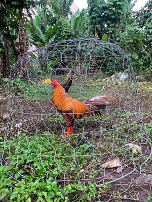 Khét 2kg5. Mua bán Gà tại Quận Ninh Kiều Cần Thơ được đăng bởi Huy Lâm