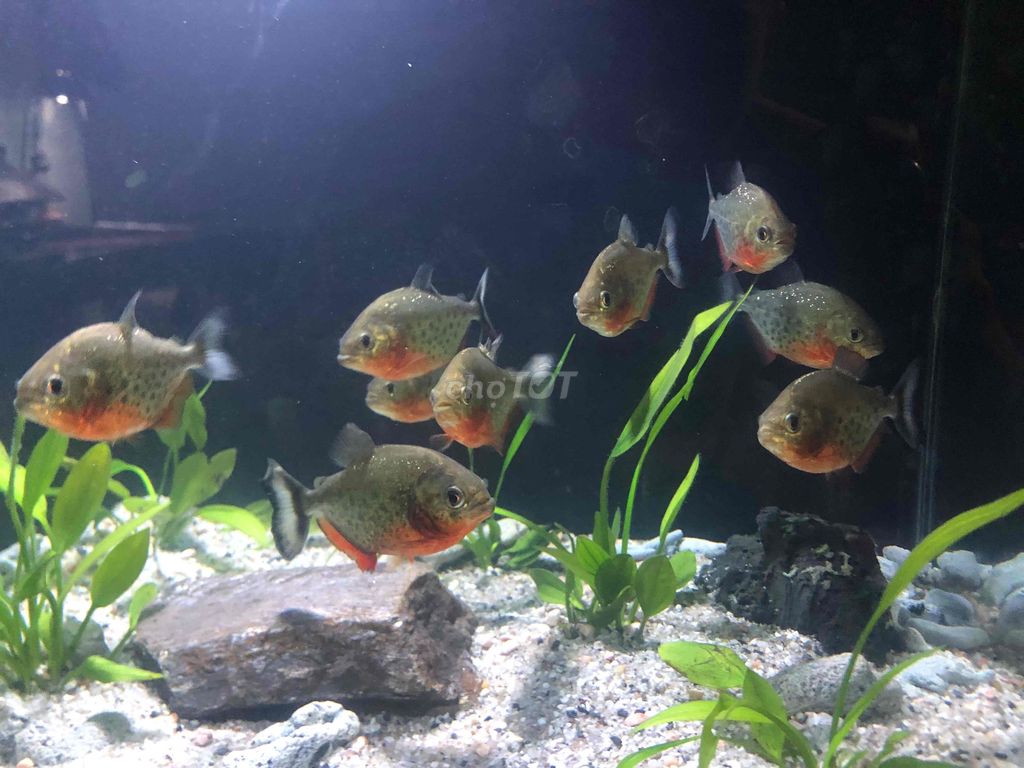 Bầy Cá Piranha bụng đỏ. Mua bán Thú cưng khác tại Quận Hải Châu Đà Nẵng được đăng bởi Nam Sơn hình 1
