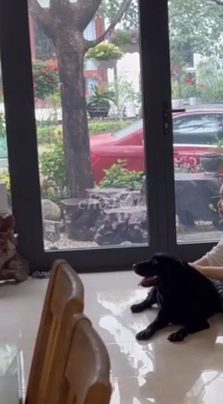 Chó Labrador Cái Đen 8 tháng Nga. Mua bán Chó tại Huyện Văn Giang Hưng Yên được đăng bởi A Thắng hình 1
