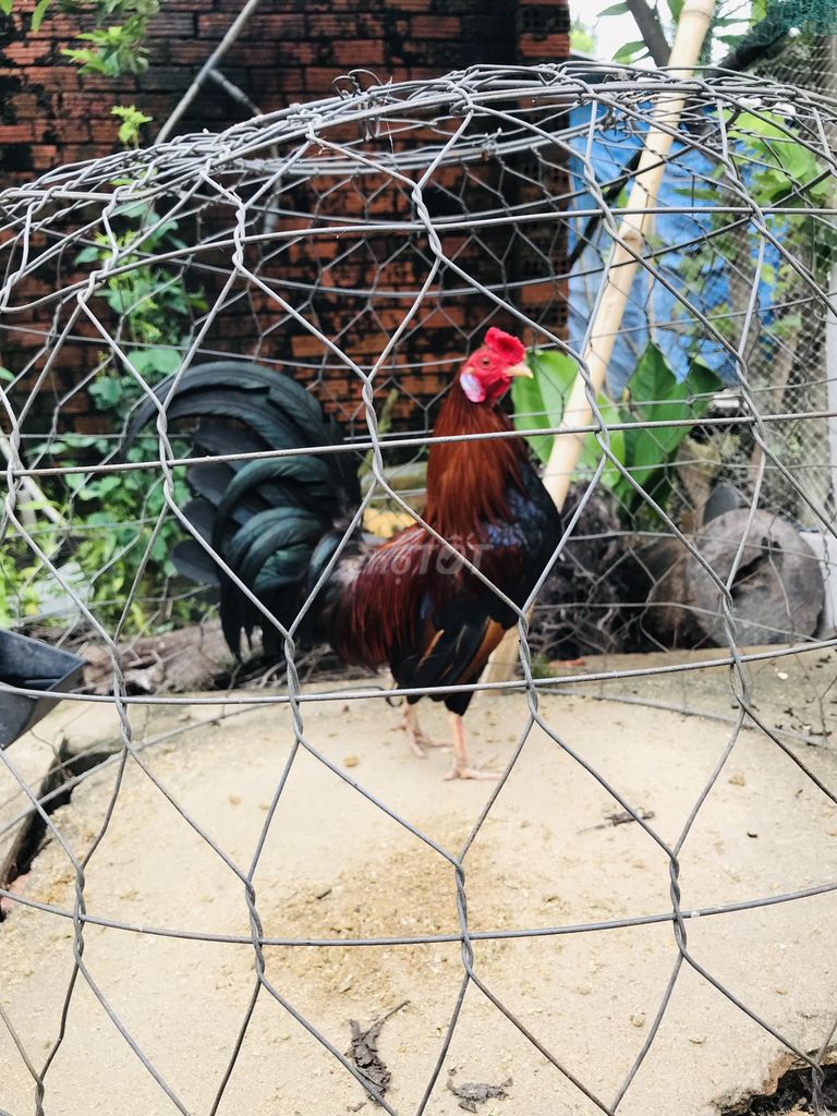Gà tre 1.2kg Đực Nâu đen. Mua bán Gà tại Huyện Hóc Môn Tp Hồ Chí Minh được đăng bởi Nguyen Duy hình 1